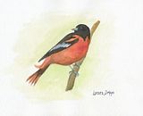 BaltimoreOriolecopy.jpg image by PrimitiveSignDesigns